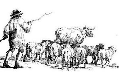 Drover with sheep & cattle